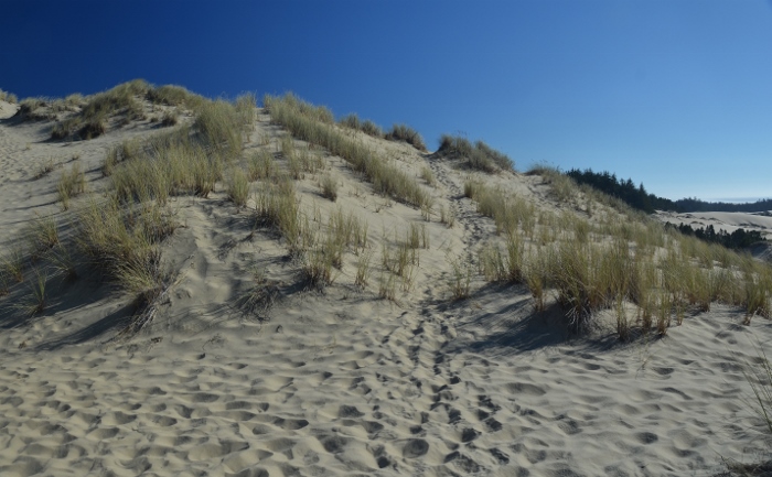 sandy dunes